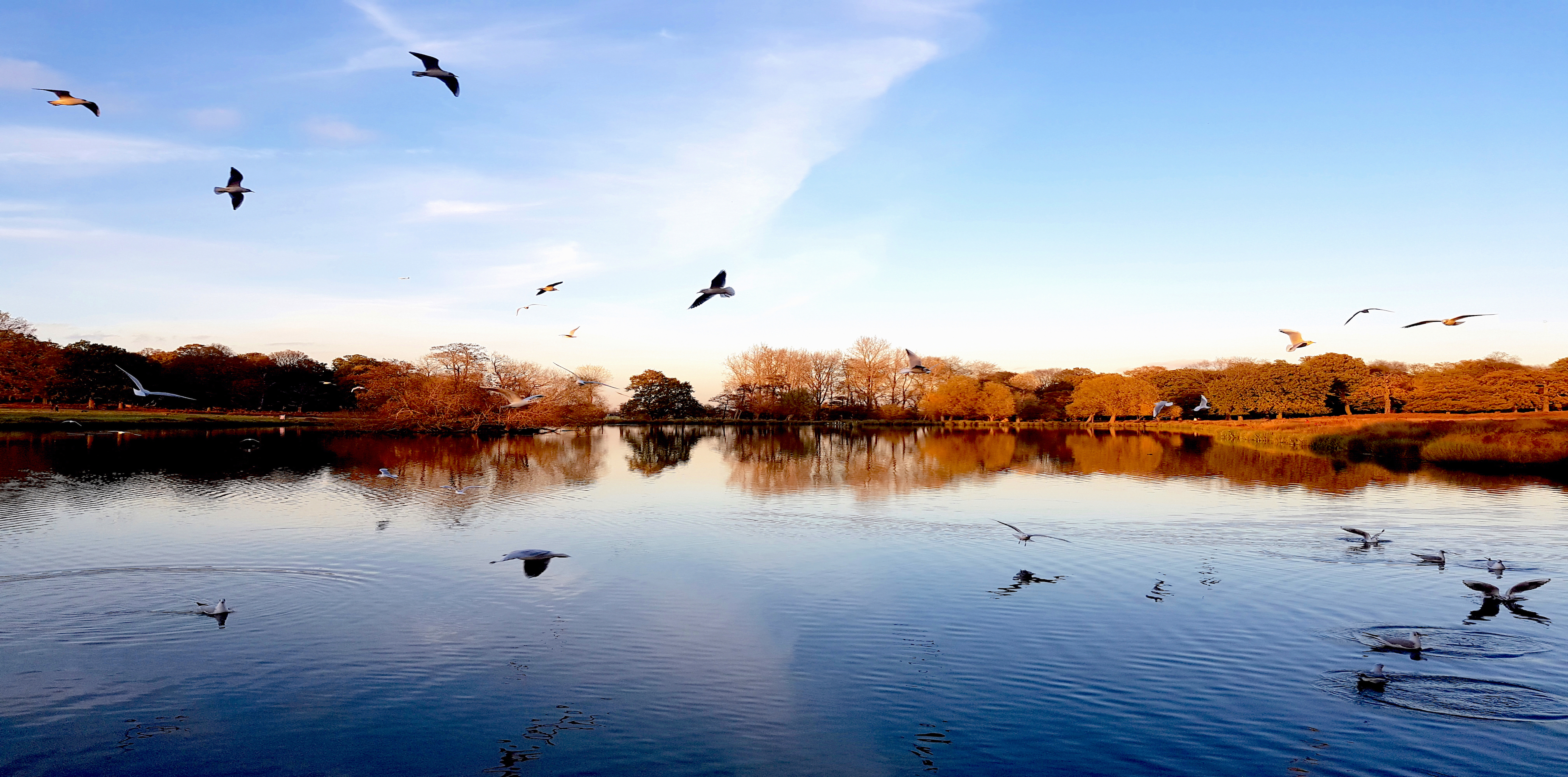 Image of birds flying over a lake